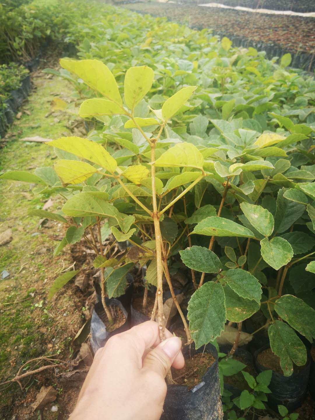 黄花风铃树苗黄金风铃苗巴西风铃木庭院别墅地栽观叶