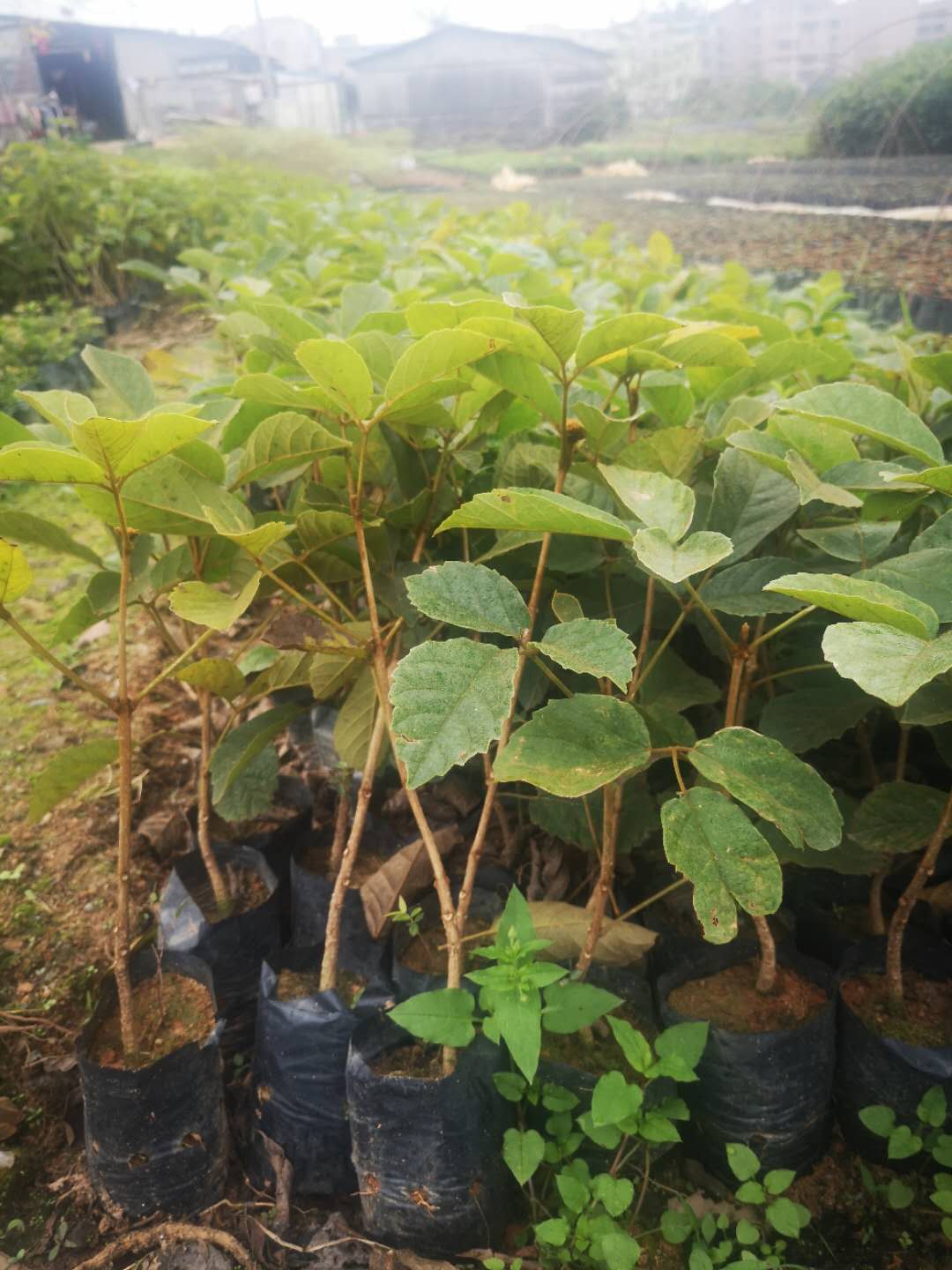 黄花风铃树苗黄金风铃苗巴西风铃木庭院别墅地栽观叶