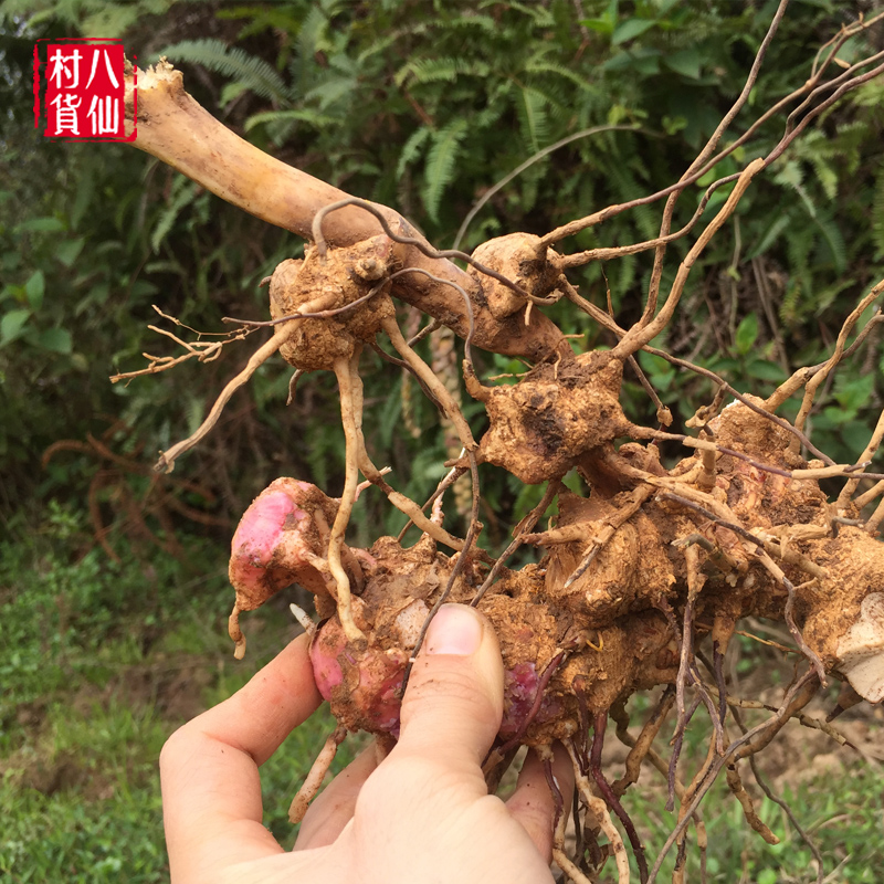 现挖菝葜 新鲜金刚头 铁菱角中草药冷饭头 铁刺苓鲜品 500克 包邮