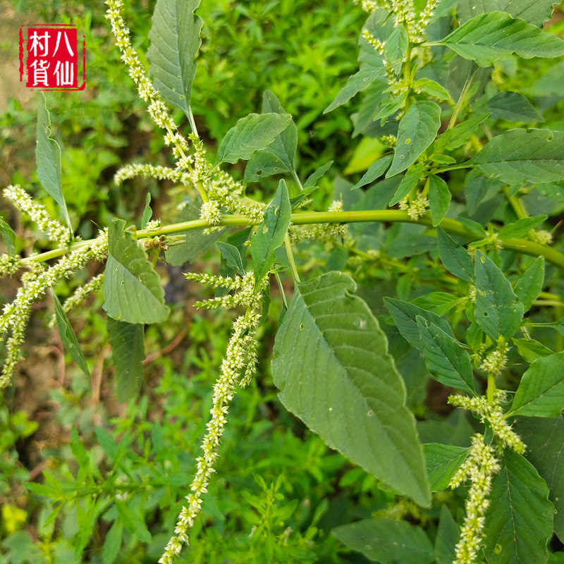 苋菜新鲜白刺现采白梗野中草药整棵全草纯根其他药食同源食品