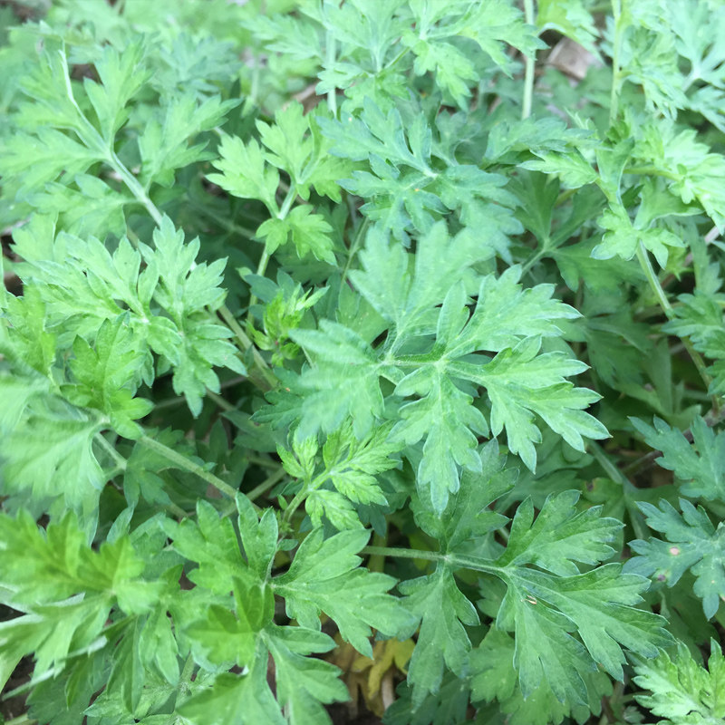 新鲜艾草艾草叶中草药艾叶草艾粄艾米果青团糍粑菜包邮