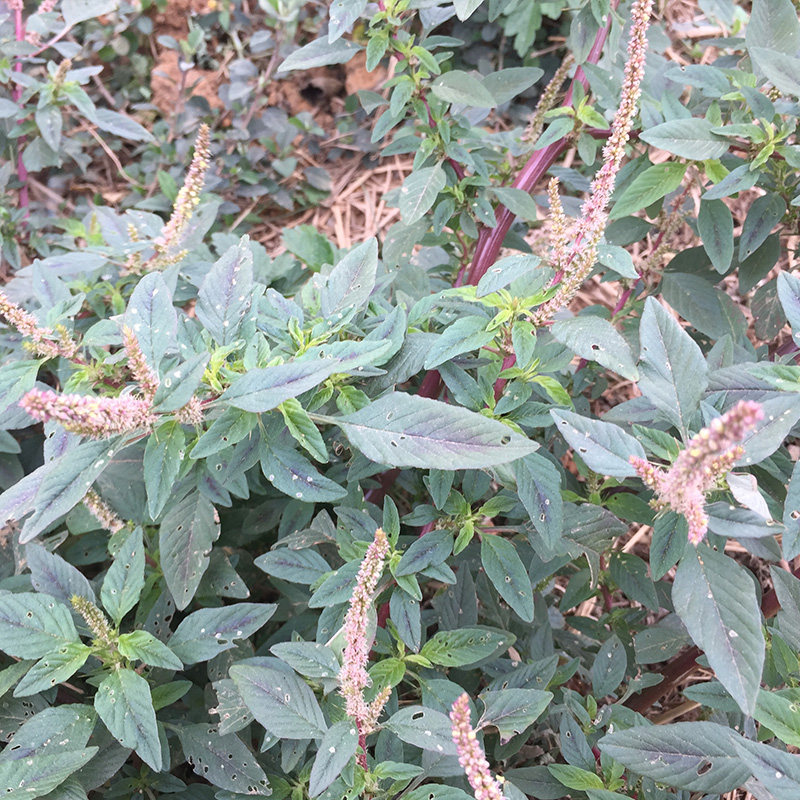 苋菜新鲜现挖中草药红梗全草母猪刺纯根其他药食同源食品