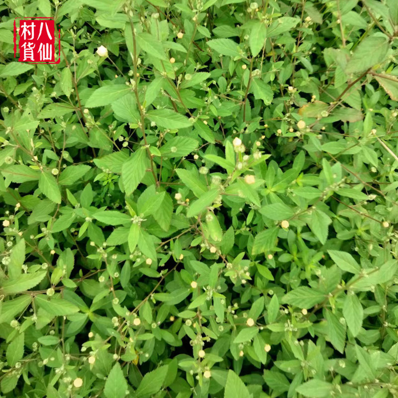 9￥12.9商品标签:新鲜黄花母现采梅肉草店铺掌柜:八仙村野生草药