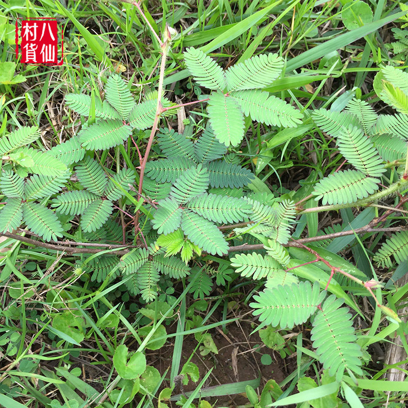 野生含羞草根 新鲜现挖红茎含羞草根 中草药材感应草根 500g 包邮