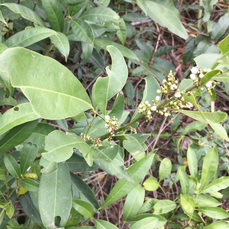 新鲜山小橘山油柑中草药山金橘枝叶野沙柑降真香油饼其他药食同源食品