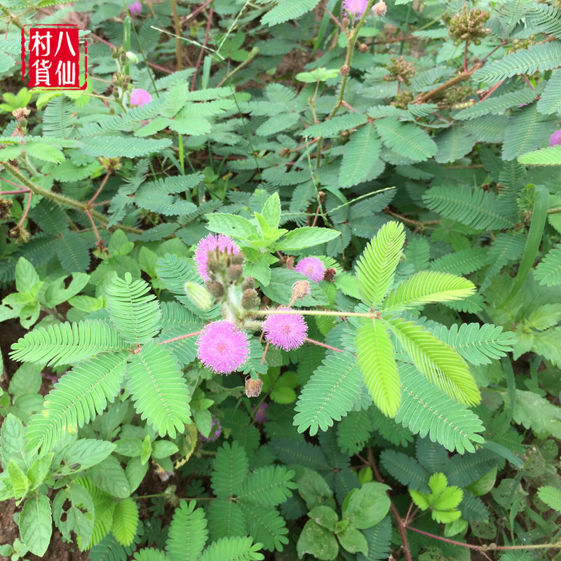 野生含羞草根 新鲜现挖红茎含羞草根 中草药材感应草根 500g 包邮