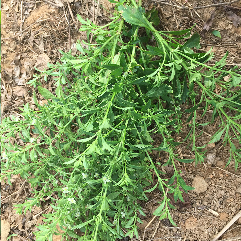 农家自晒野生冰糖草 土甘草 新货珠子草 四时茶 节节珠 500g 包邮