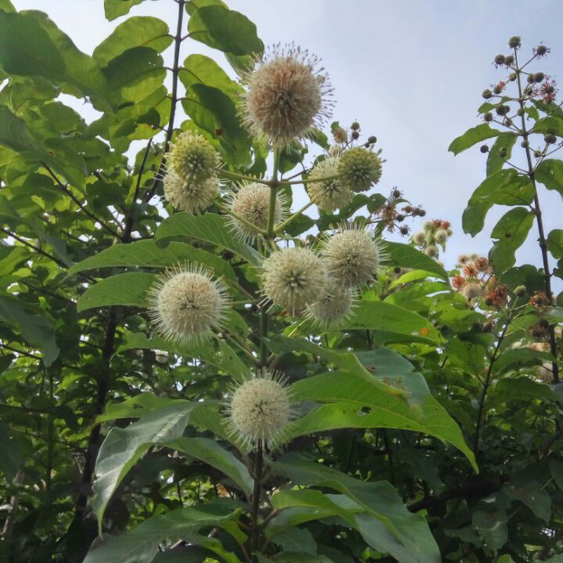 现挖新鲜水杨梅根水团花水杨柳纯根绣球中草其他药食同源食品
