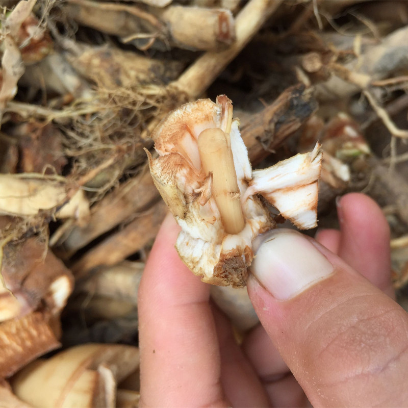 现挖新鲜水杨梅根水团花水杨柳纯根绣球中草其他药食同源食品