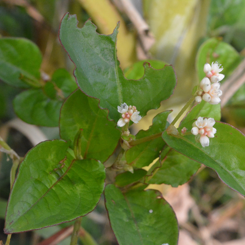 新鲜火炭母火炭藤火炭星白饭草中草药火炭母草500克包邮