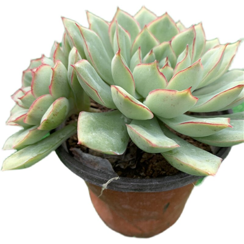 多肉织锦植物23头1012厘米实物拍照带桩大棚多肉植物