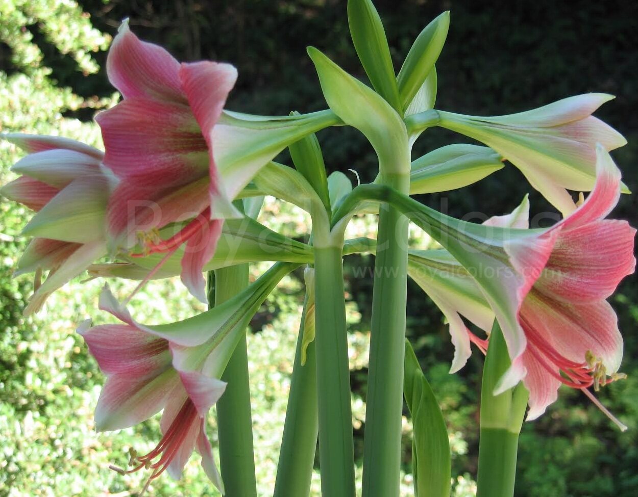 [现货]朱顶红 双迹 飘逸的瓣型 [小北花园长春]