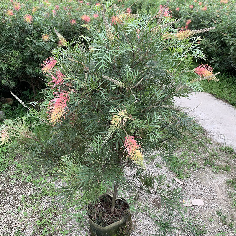 红花银桦桦树盆栽室外庭院别墅罕见稀有品种大型绿植