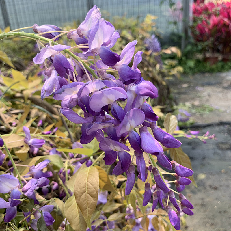 紫藤花树苗盆栽四季攀援花卉紫藤萝老桩耐寒庭院时令草本花卉