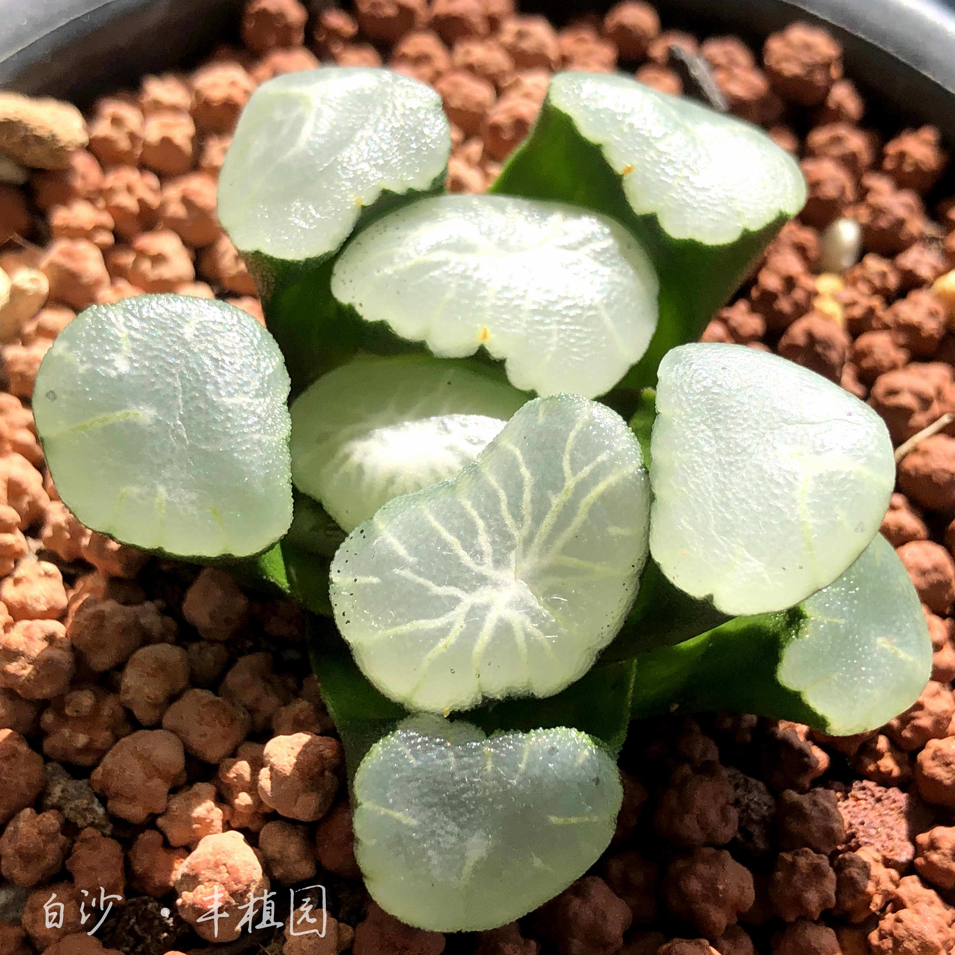 欧若拉万象多肉植物室内盆栽四季易养办公桌阳台多肉植物