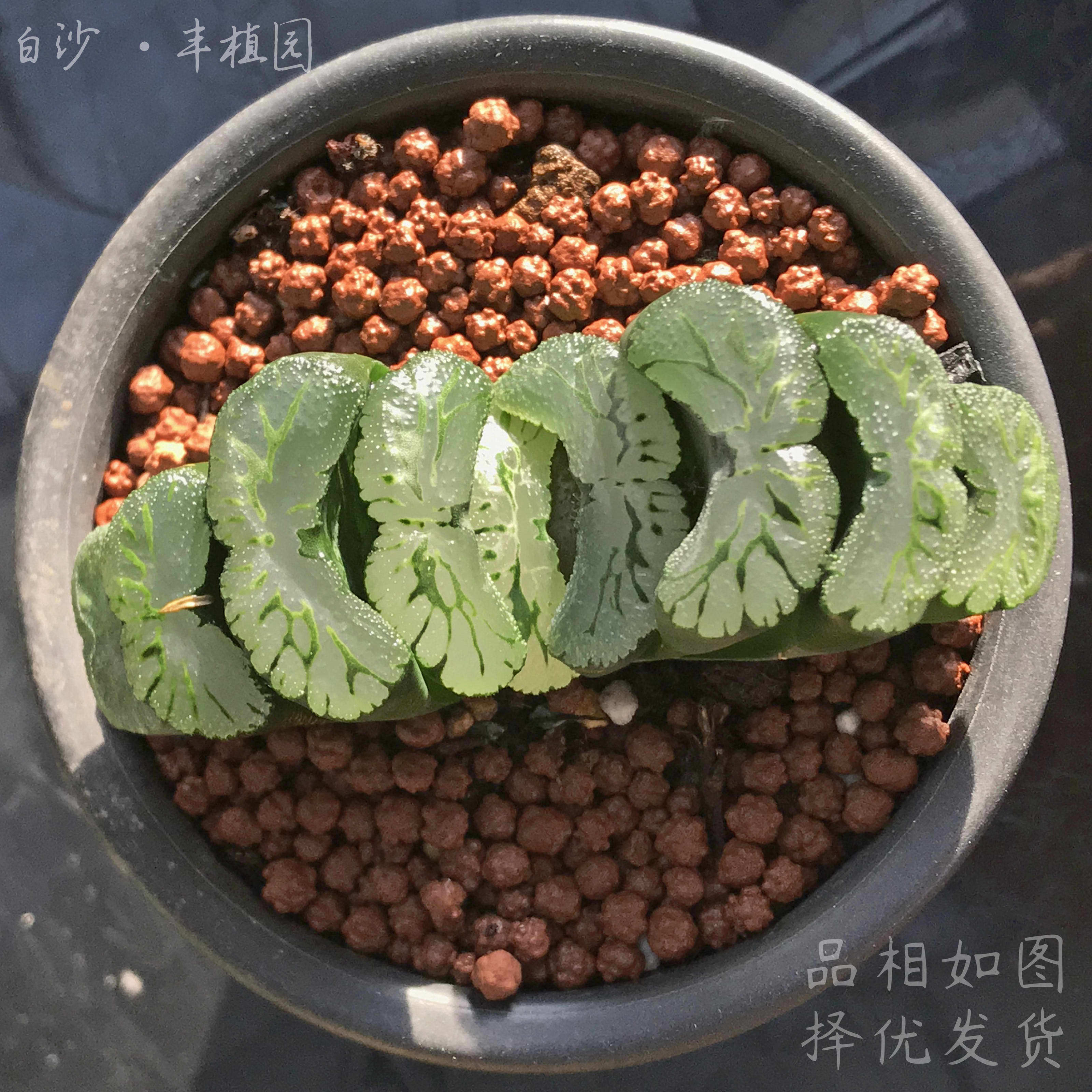 r2绿岛玉扇多肉植物室内盆栽四季易养办公桌多肉植物