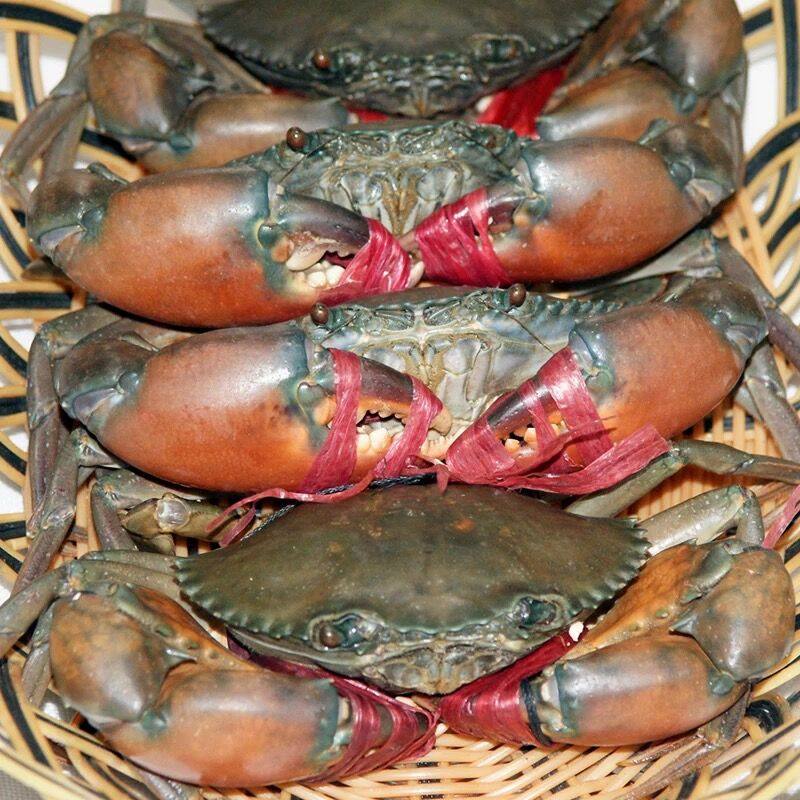 鲜活缅甸螃蟹孟加拉300g青蟹铁蟹迷踪肉蟹青蟹