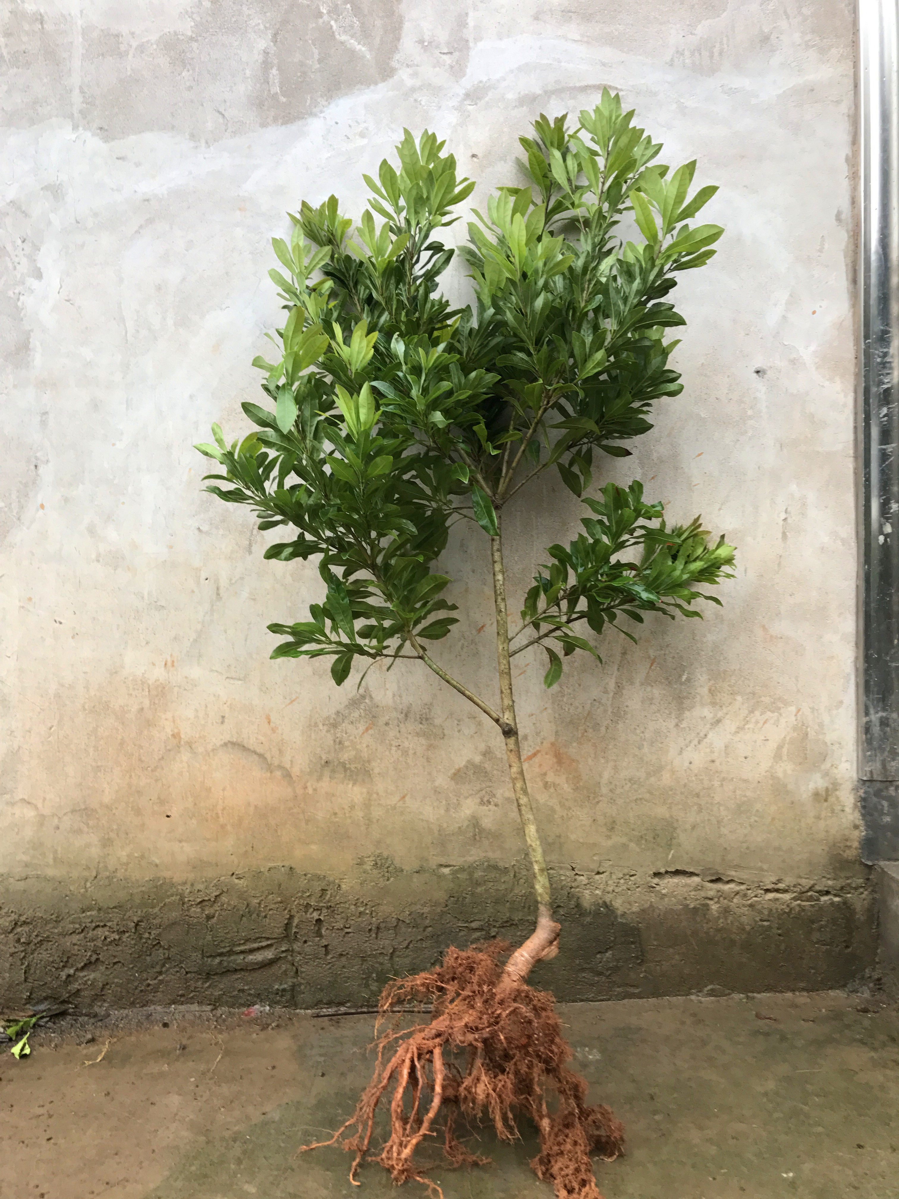 浙江发货产地直销正宗嫁接东魁杨梅树苗杨梅苗仙居杨梅树苗仙梅苗