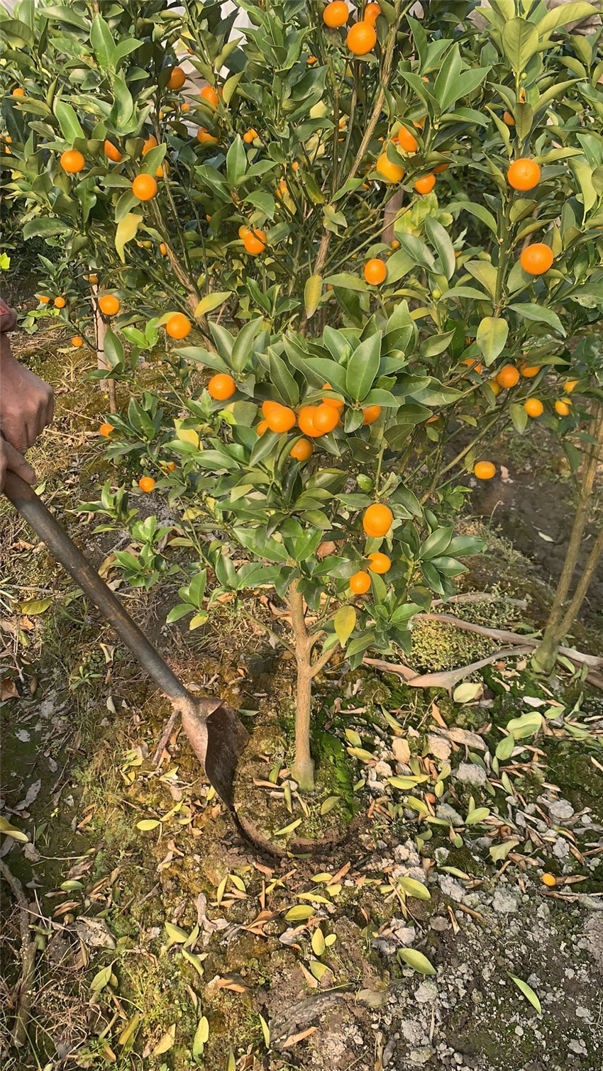 金桔树苗年生果树苗木果苗优质脆皮苗带发货果树