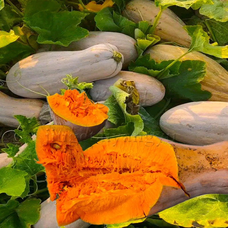 南瓜种子密本早熟磨盘盘大倭瓜秘本高产超甜家庭园艺种子