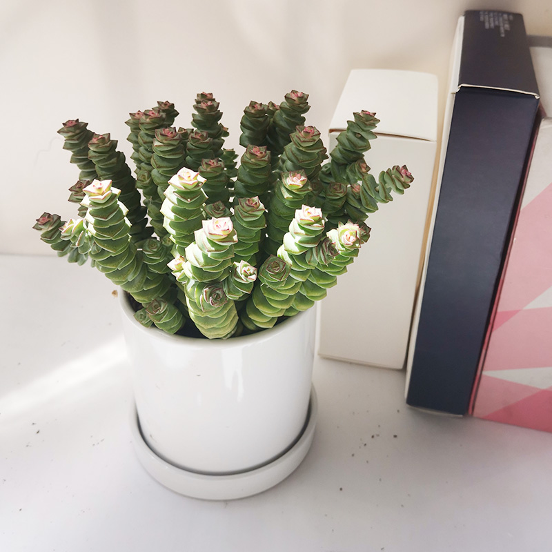 招财植物桌面钱多多多多钱串子多办公室防辐射盆栽多肉植物