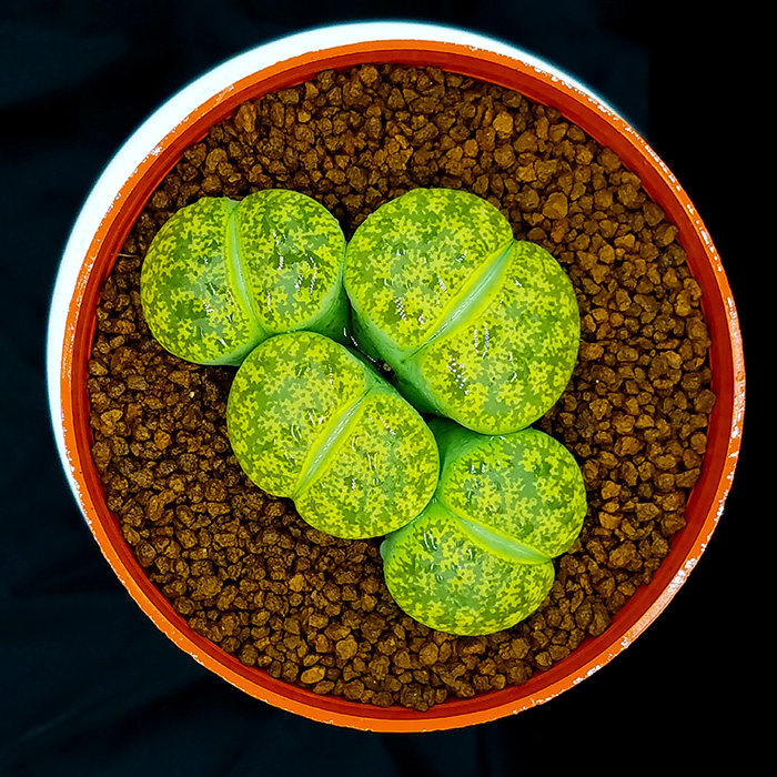 多肉植物生石花绿紫勋绿紫熏绿紫薰c36a多肉盆栽屁股花pp花屁屁花
