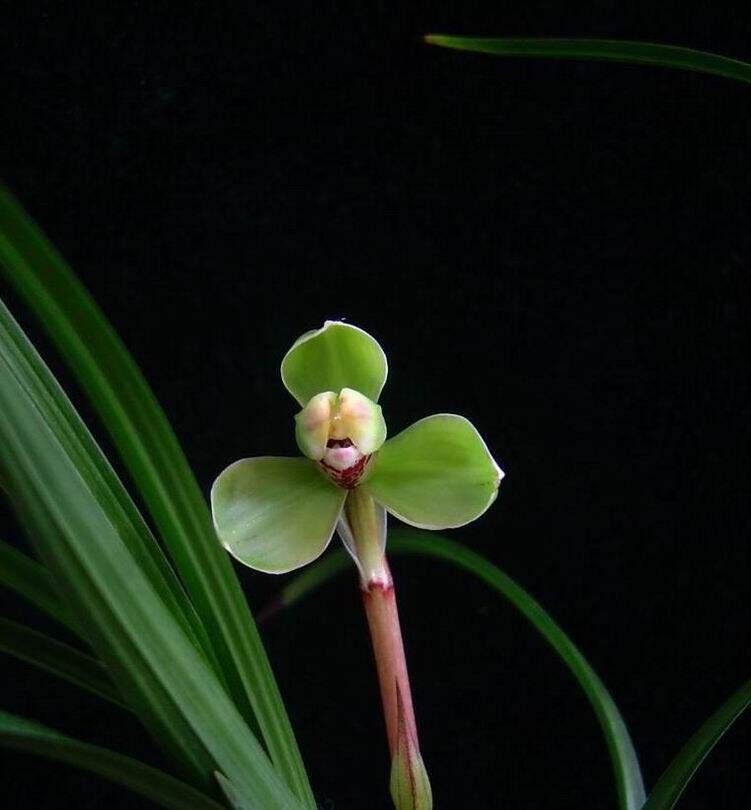 样品兰花草开心阳台庭院绿植花卉盆栽春兰万字冯达锋国兰