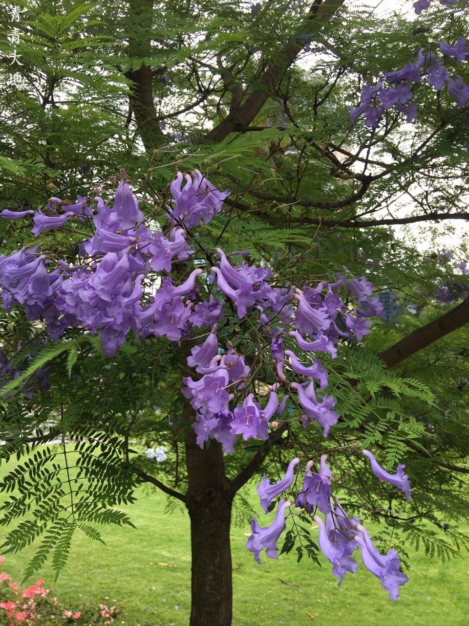 蓝花楹树苗大苗珍贵珍稀名贵树苗凤凰木红花楹树苗庭院开花树苗
