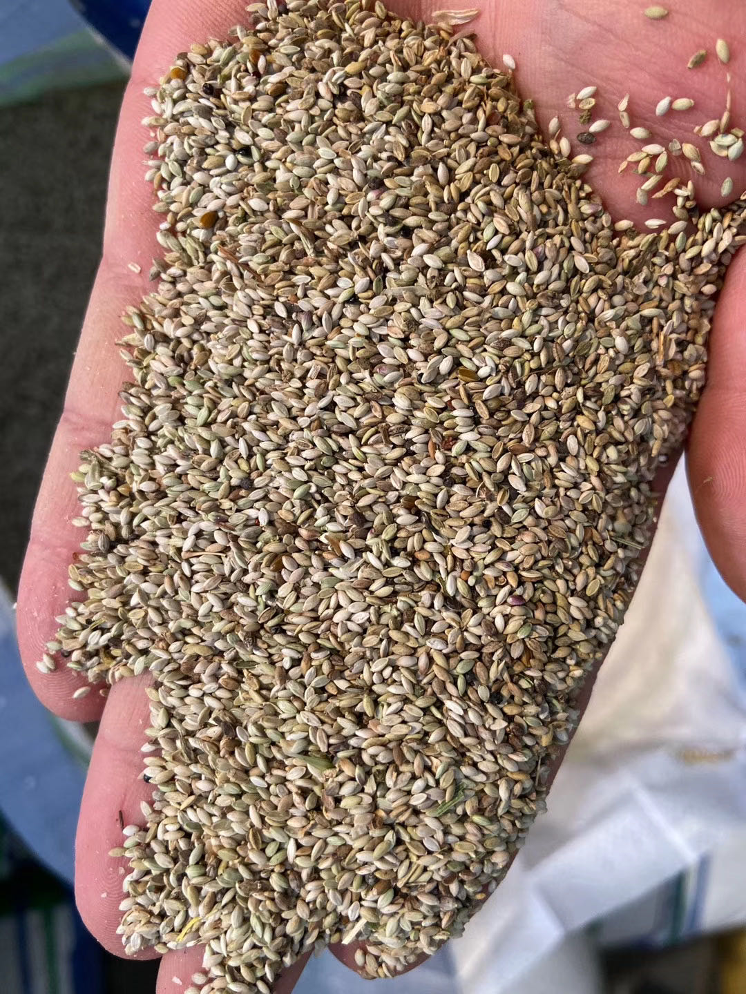 草种种子护坡观赏狼尾尾巴狗尾子野芒草蒲公英家庭园艺种子