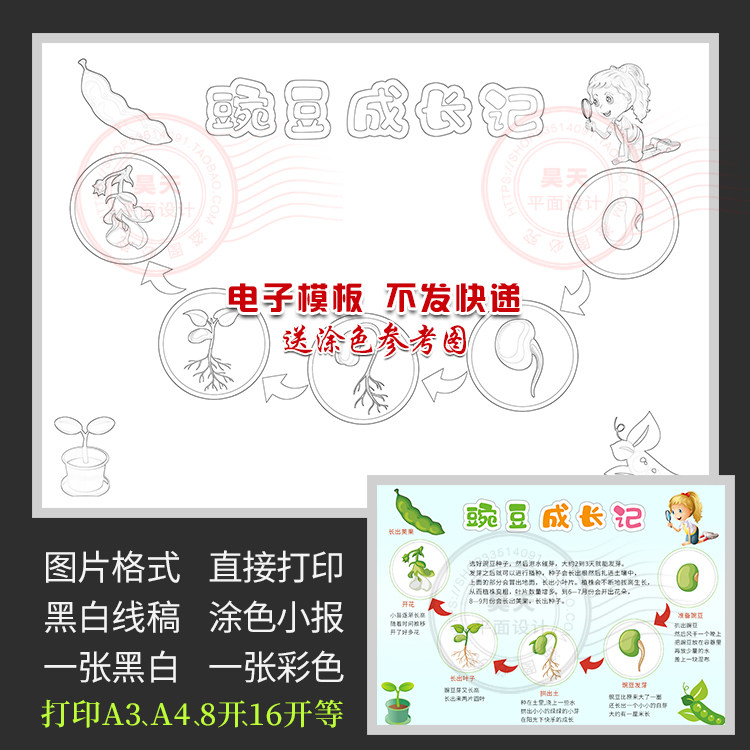 豌豆植物成长记录观察日记黑白描图涂色电子小报其它设计服务