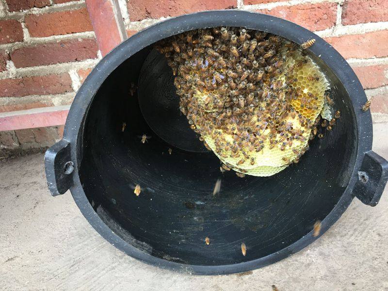 诱蜂桶黑色塑料养蜂箱诱蜂蜡野外户外引蜂招蜂水桶诱捕土蜂收蜂笼