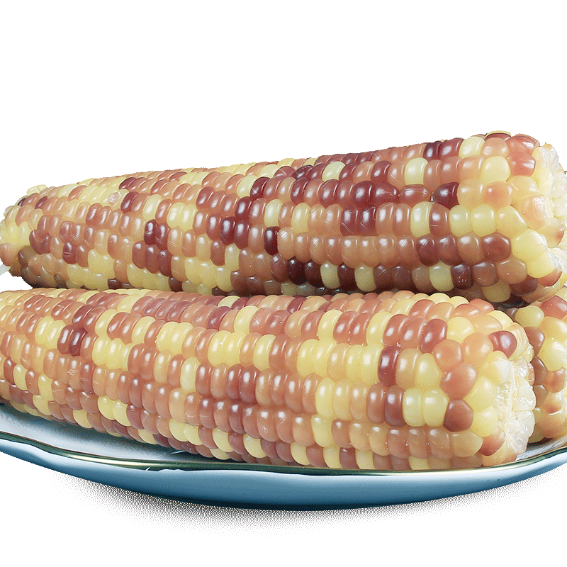 小彩糯玉米棒东北寒地花玉米真空花紫粘玉米早餐玉米棒180克x10支