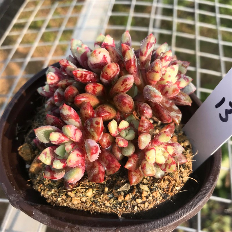 血燕血斑多肉植物一物一拍回声雪燕可爱爱萌便携洁身器