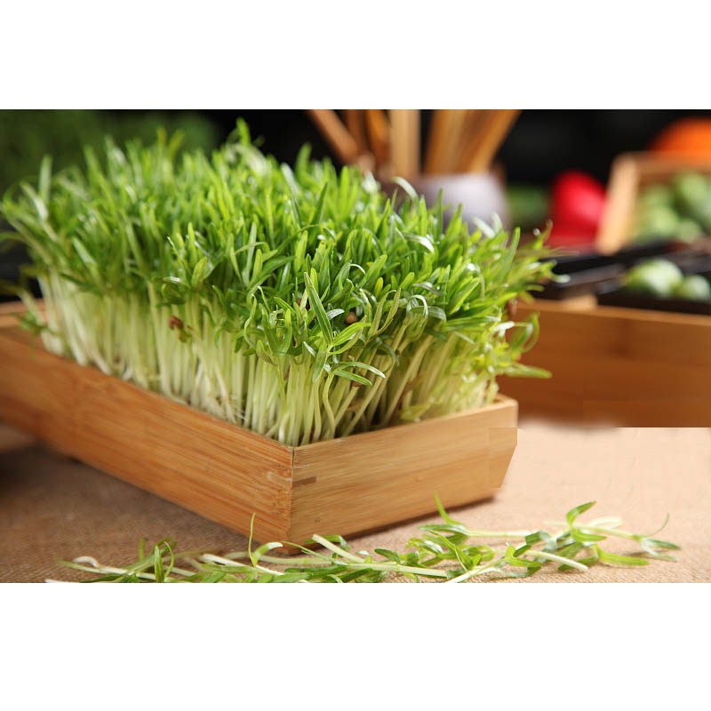 种子农科泰国柳叶空心菜芽苗菜蔬菜新种上市摇椅