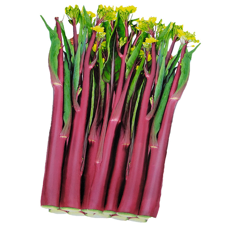 四季易播种易发芽幼儿圆小朋友可种植空心菜小白菜红菜心苋菜种子