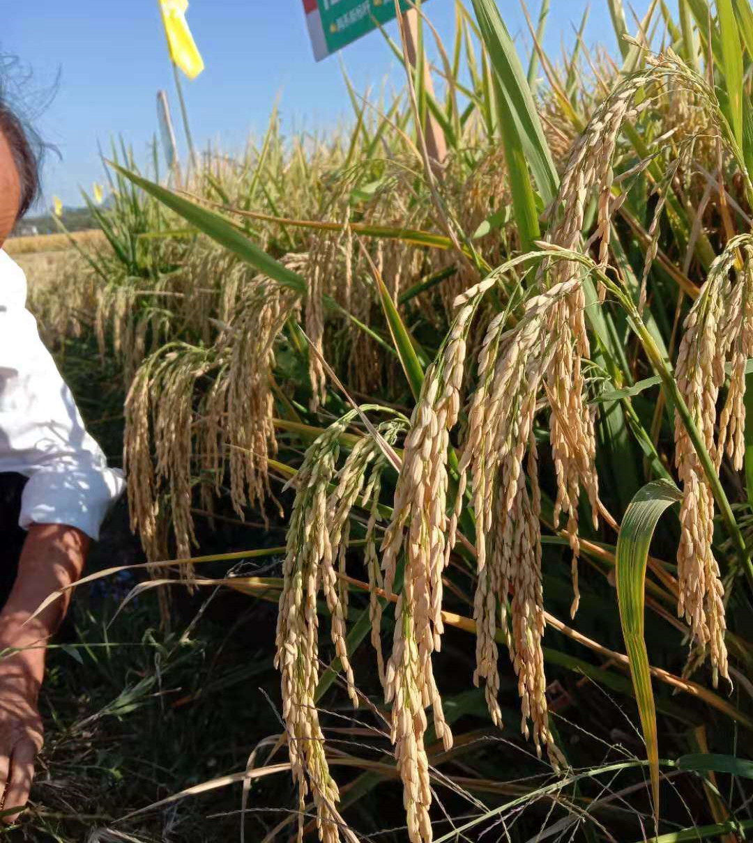 特种水稻种子超级稻吨粮田糯稻高产高秆高适合鱼虾粮油作物种子