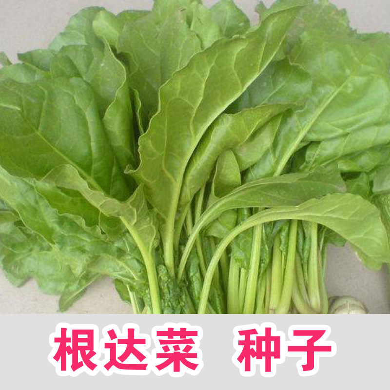 根达菜种子牛皮菜野菜叶甜菜种子出芽率高四季阳台特色蔬菜种子