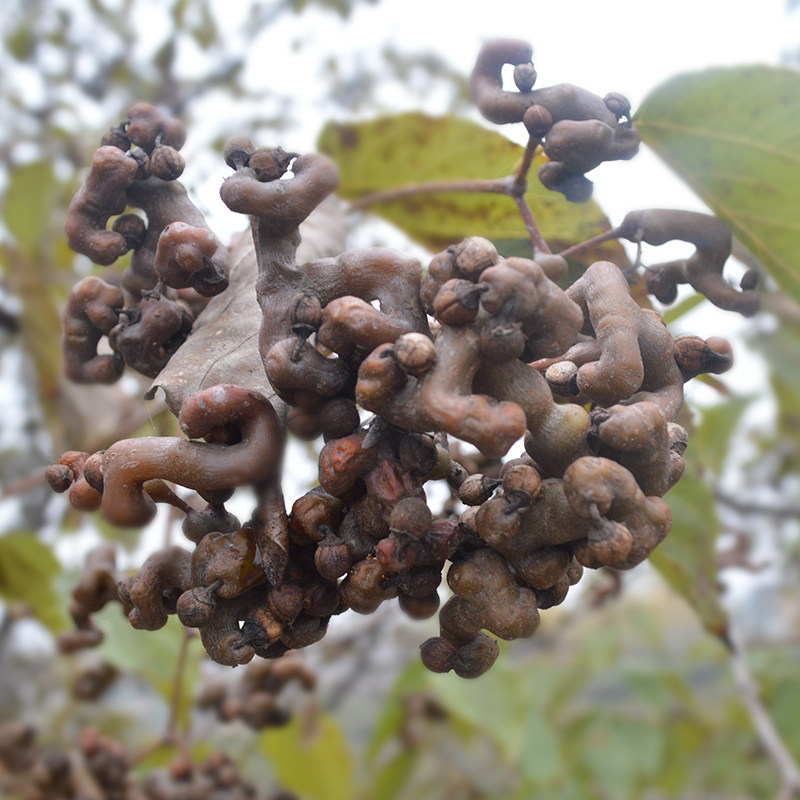 【现货】新鲜野生拐枣 秦岭水果枳椇鸡爪梨万寿果金钩子3斤 拐枣