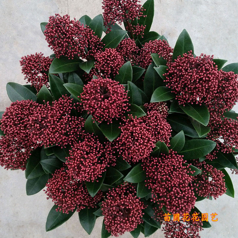 耐寒紫玉珊瑚盆栽多年生木本花卉植物美观易养时令草本花卉