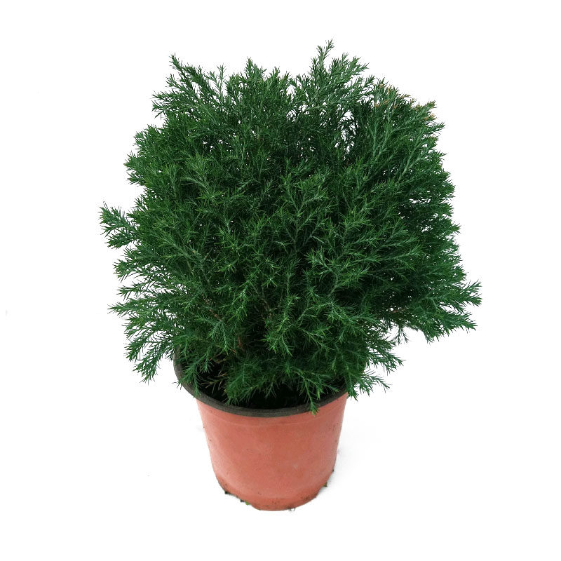 皮球盆栽柏球四季常青自然圆形净化空气绿植可地绿植