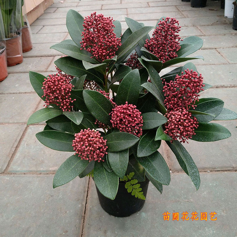 耐寒紫玉珊瑚盆栽多年生木本花卉植物美观易养时令草本花卉