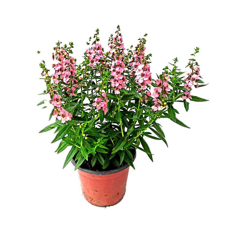 小天使彩雀盆栽热舞耐高温大苗庭院开花不断观赏时令草本花卉