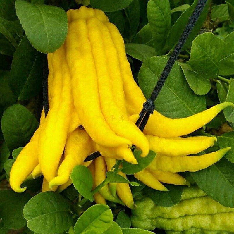 特大金佛手五指鲜果柑香橼瓜橘膏观赏闻香摆放佛手果