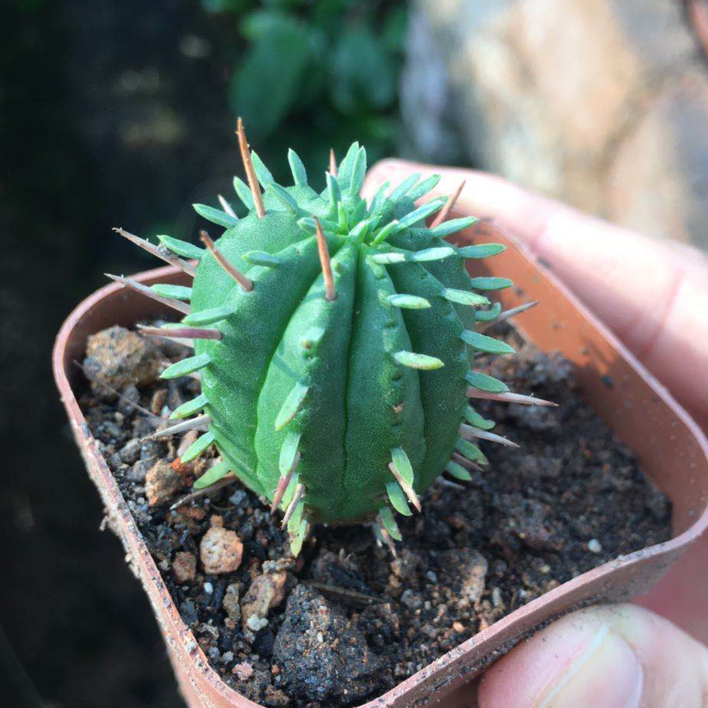 火麒麟仙人自根无刺开花大戟科办公室小盆盆栽防辐射多肉植物