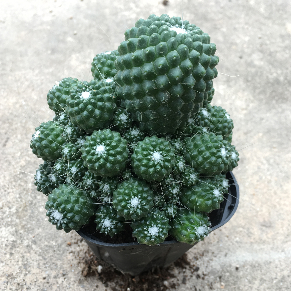 绿植无刺白珠丸开花群生扎手趣味仙人球乳突球多肉植物