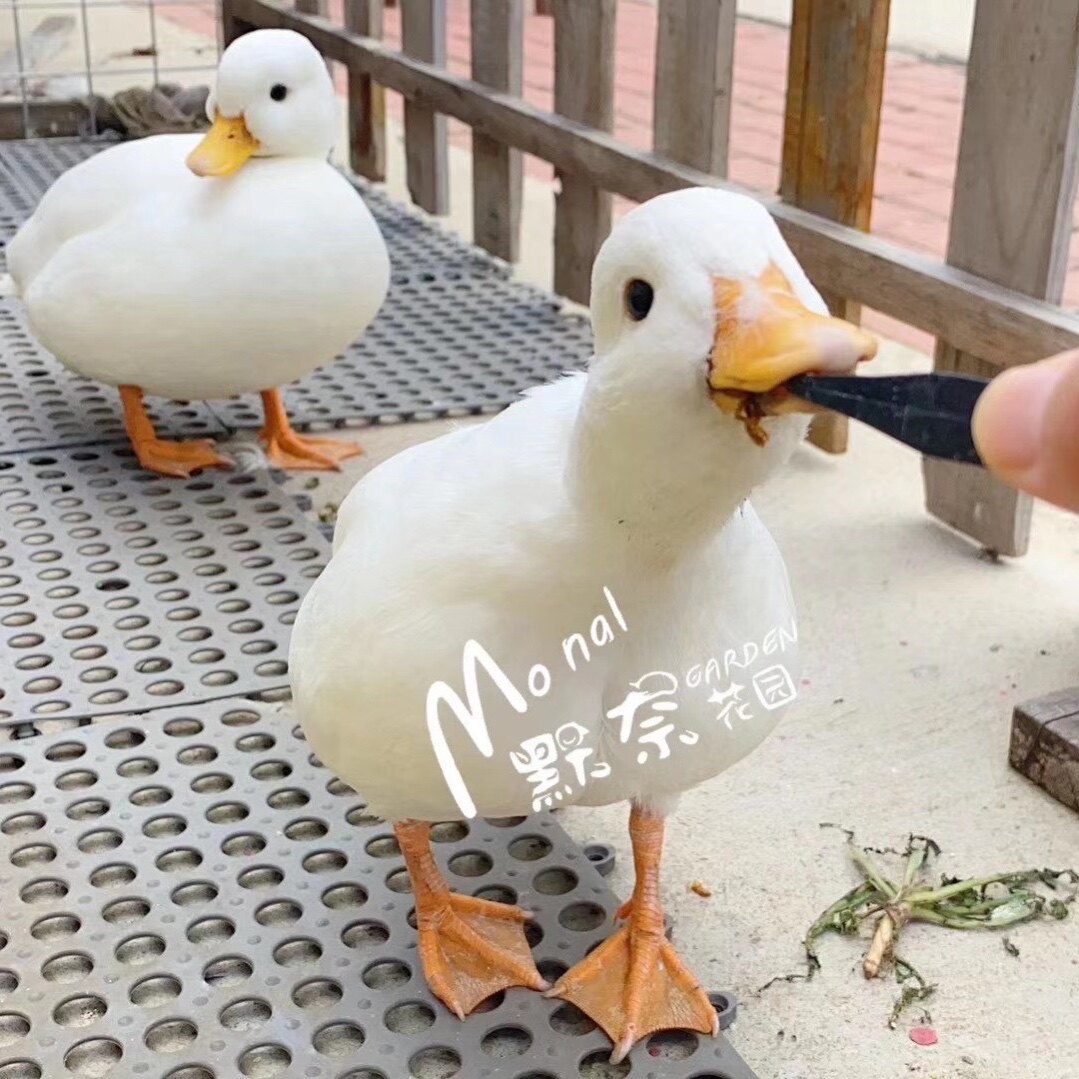 柯尔可达宠物鸭可孵化活体网红鸭蛋受精callduck鸟