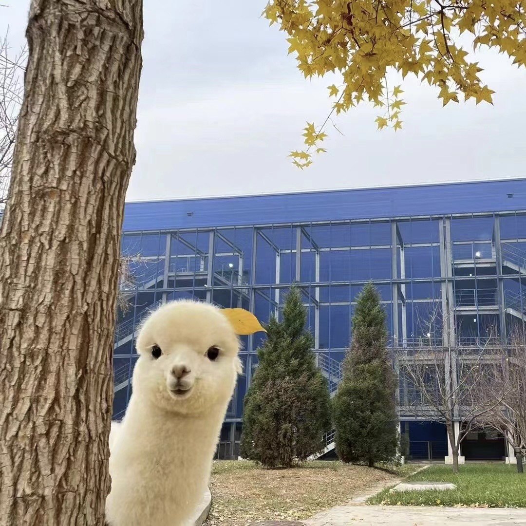 羊驼幼崽活物草泥马神兽神兽宠物萌宠澳洲进口畜牧