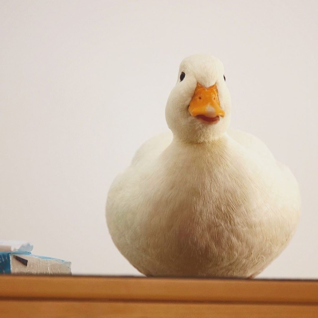 进口柯尔鸭种可达宠物活体网红鸭蛋受精callduck鸟