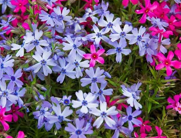 福禄考种子 芝樱种子,福乐花,五色梅种子 盆栽花坛阳台