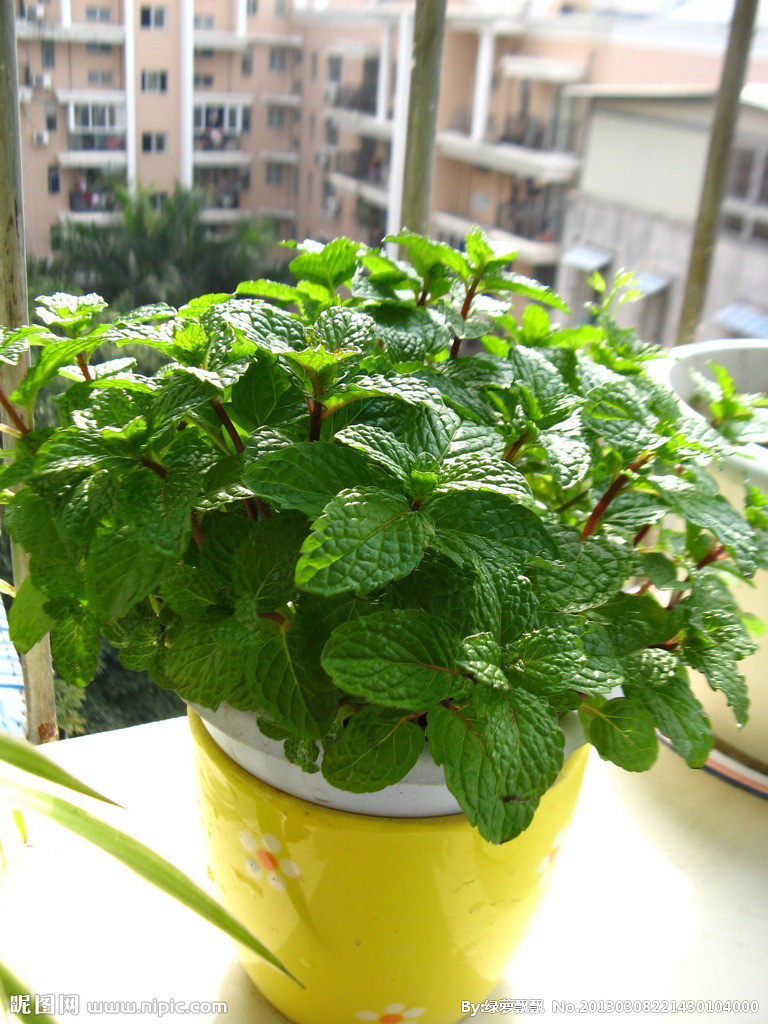 种子马齿苋野菜蔬菜婆婆蒲公英紫苏荠菜苦卖车前草家庭园艺种子